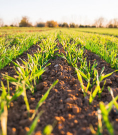 agriculture-farming